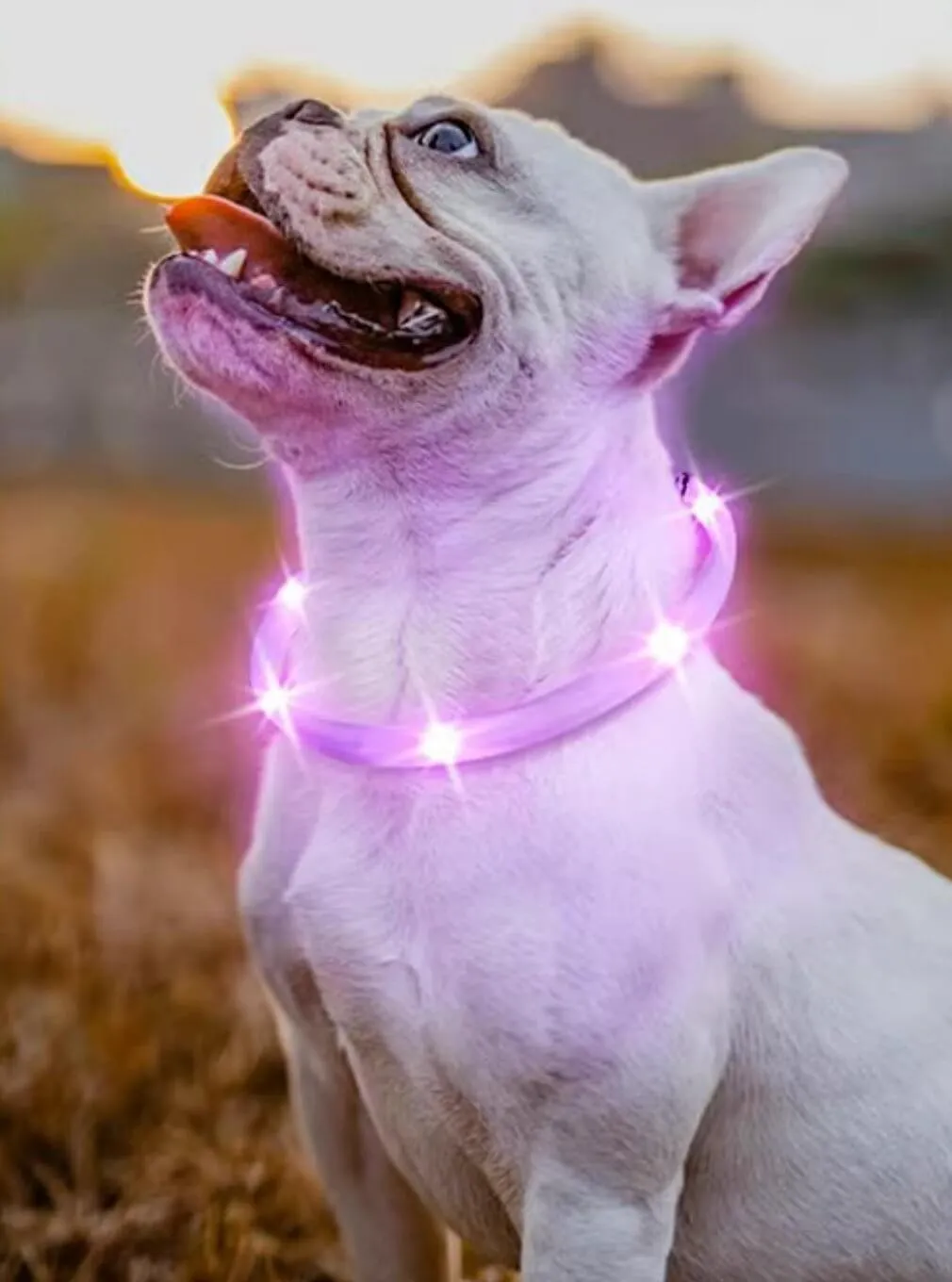 LaRoo Cheese Rechargeable Waterproof Led Light Collar For Small Dogs and Cats