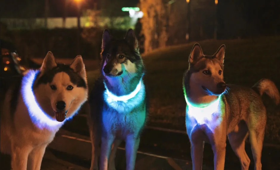 LED Dog Collar