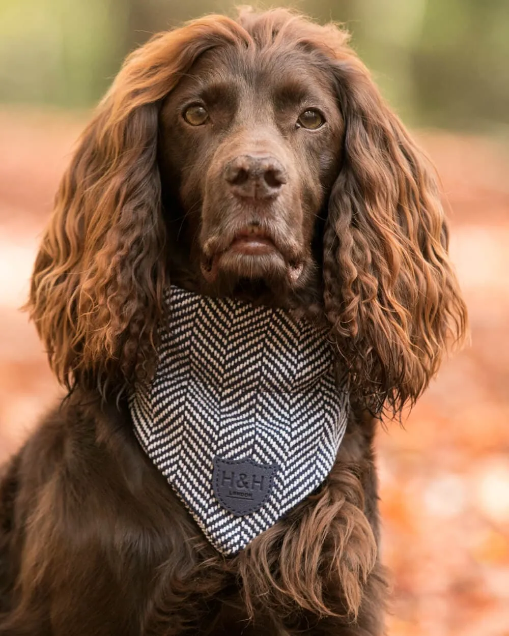 Navy Herringbone Tweed Dog Bandana